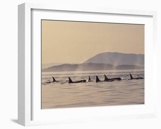 Orca Whales Surfacing in the San Juan Islands, Washington, USA-Stuart Westmoreland-Framed Premium Photographic Print