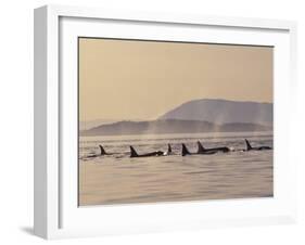 Orca Whales Surfacing in the San Juan Islands, Washington, USA-Stuart Westmoreland-Framed Premium Photographic Print