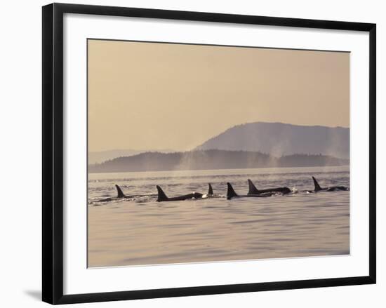 Orca Whales Surfacing in the San Juan Islands, Washington, USA-Stuart Westmoreland-Framed Photographic Print