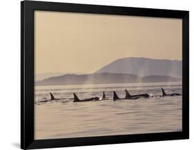 Orca Whales Surfacing in the San Juan Islands, Washington, USA-Stuart Westmoreland-Framed Photographic Print