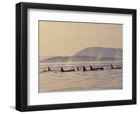 Orca Whales Surfacing in the San Juan Islands, Washington, USA-Stuart Westmoreland-Framed Photographic Print