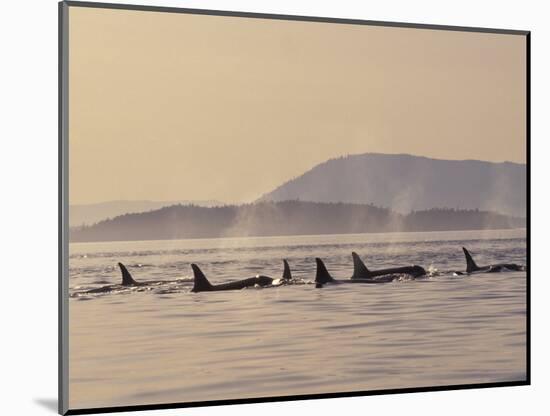 Orca Whales Surfacing in the San Juan Islands, Washington, USA-Stuart Westmoreland-Mounted Photographic Print