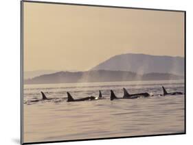 Orca Whales Surfacing in the San Juan Islands, Washington, USA-Stuart Westmoreland-Mounted Photographic Print