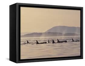 Orca Whales Surfacing in the San Juan Islands, Washington, USA-Stuart Westmoreland-Framed Stretched Canvas