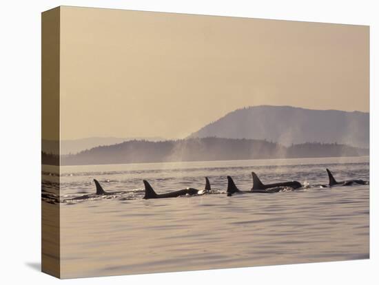 Orca Whales Surfacing in the San Juan Islands, Washington, USA-Stuart Westmoreland-Stretched Canvas