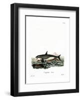 Orca-null-Framed Premium Giclee Print