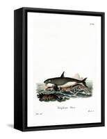 Orca-null-Framed Stretched Canvas