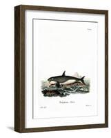 Orca-null-Framed Giclee Print