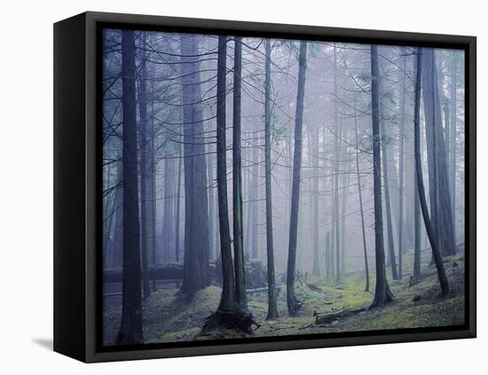 Orcas Island, Moran State Park, Washington, USA-Charles Gurche-Framed Stretched Canvas