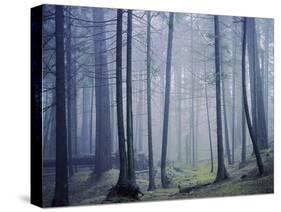 Orcas Island, Moran State Park, Washington, USA-Charles Gurche-Stretched Canvas