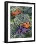 Orcas Island, Washington, USA-Charles Gurche-Framed Photographic Print