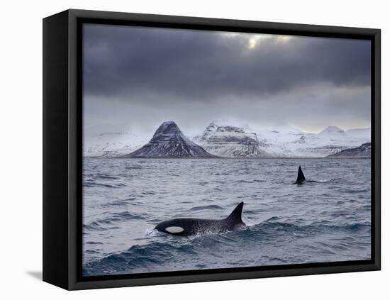Orcas (Orcinus Orca) Pair in Sea Surrounded by Mountains, Iceland, January-Ben Hall-Framed Stretched Canvas