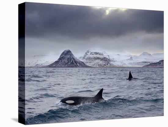 Orcas (Orcinus Orca) Pair in Sea Surrounded by Mountains, Iceland, January-Ben Hall-Stretched Canvas