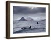 Orcas (Orcinus Orca) Pair in Sea Surrounded by Mountains, Iceland, January-Ben Hall-Framed Photographic Print