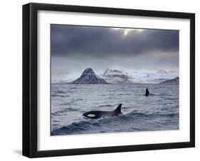 Orcas (Orcinus Orca) Pair in Sea Surrounded by Mountains, Iceland, January-Ben Hall-Framed Photographic Print