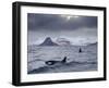 Orcas (Orcinus Orca) Pair in Sea Surrounded by Mountains, Iceland, January-Ben Hall-Framed Photographic Print