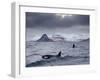 Orcas (Orcinus Orca) Pair in Sea Surrounded by Mountains, Iceland, January-Ben Hall-Framed Photographic Print