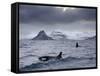 Orcas (Orcinus Orca) Pair in Sea Surrounded by Mountains, Iceland, January-Ben Hall-Framed Stretched Canvas