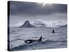 Orcas (Orcinus Orca) Pair in Sea Surrounded by Mountains, Iceland, January-Ben Hall-Stretched Canvas