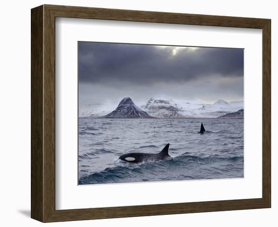 Orcas (Orcinus Orca) Pair in Sea Surrounded by Mountains, Iceland, January-Ben Hall-Framed Photographic Print