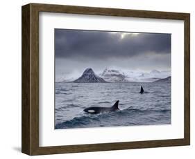 Orcas (Orcinus Orca) Pair in Sea Surrounded by Mountains, Iceland, January-Ben Hall-Framed Photographic Print