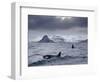 Orcas (Orcinus Orca) Pair in Sea Surrounded by Mountains, Iceland, January-Ben Hall-Framed Photographic Print