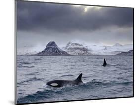 Orcas (Orcinus Orca) Pair in Sea Surrounded by Mountains, Iceland, January-Ben Hall-Mounted Photographic Print