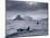 Orcas (Orcinus Orca) Pair in Sea Surrounded by Mountains, Iceland, January-Ben Hall-Mounted Photographic Print