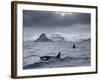 Orcas (Orcinus Orca) Pair in Sea Surrounded by Mountains, Iceland, January-Ben Hall-Framed Photographic Print