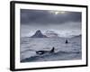 Orcas (Orcinus Orca) Pair in Sea Surrounded by Mountains, Iceland, January-Ben Hall-Framed Photographic Print