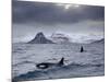 Orcas (Orcinus Orca) Pair in Sea Surrounded by Mountains, Iceland, January-Ben Hall-Mounted Photographic Print