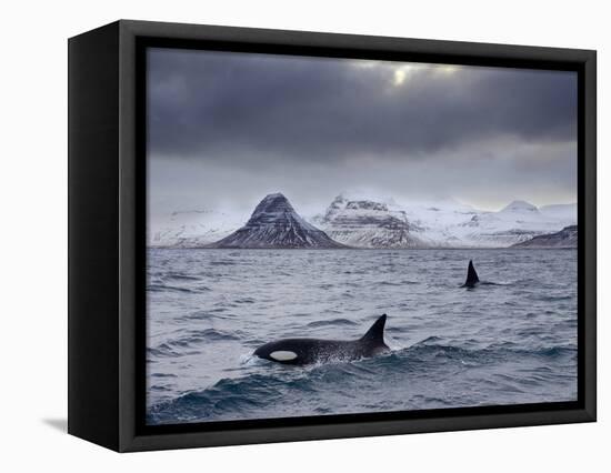 Orcas (Orcinus Orca) Pair in Sea Surrounded by Mountains, Iceland, January-Ben Hall-Framed Stretched Canvas