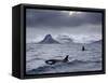 Orcas (Orcinus Orca) Pair in Sea Surrounded by Mountains, Iceland, January-Ben Hall-Framed Stretched Canvas