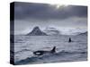 Orcas (Orcinus Orca) Pair in Sea Surrounded by Mountains, Iceland, January-Ben Hall-Stretched Canvas