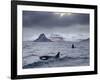 Orcas (Orcinus Orca) Pair in Sea Surrounded by Mountains, Iceland, January-Ben Hall-Framed Photographic Print