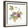 Orchard Bloom III-Lisa Audit-Framed Art Print