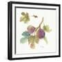 Orchard Bloom III-Lisa Audit-Framed Art Print