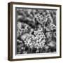 Orchard Blossoms-Alan Copson-Framed Giclee Print