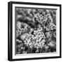 Orchard Blossoms-Alan Copson-Framed Giclee Print