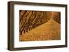 Orchard, Cromwell, Central Otago, South Island, New Zealand-David Wall-Framed Photographic Print