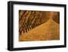 Orchard, Cromwell, Central Otago, South Island, New Zealand-David Wall-Framed Photographic Print