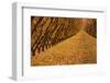 Orchard, Cromwell, Central Otago, South Island, New Zealand-David Wall-Framed Photographic Print