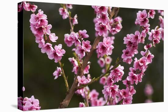 Orchard, Earnscleugh, Central Otago, South Island, New Zealand-David Wall-Stretched Canvas