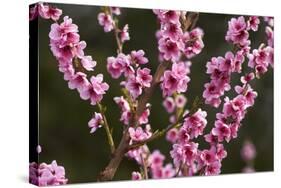 Orchard, Earnscleugh, Central Otago, South Island, New Zealand-David Wall-Stretched Canvas