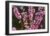 Orchard, Earnscleugh, Central Otago, South Island, New Zealand-David Wall-Framed Photographic Print