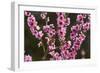 Orchard, Earnscleugh, Central Otago, South Island, New Zealand-David Wall-Framed Photographic Print