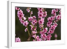 Orchard, Earnscleugh, Central Otago, South Island, New Zealand-David Wall-Framed Photographic Print