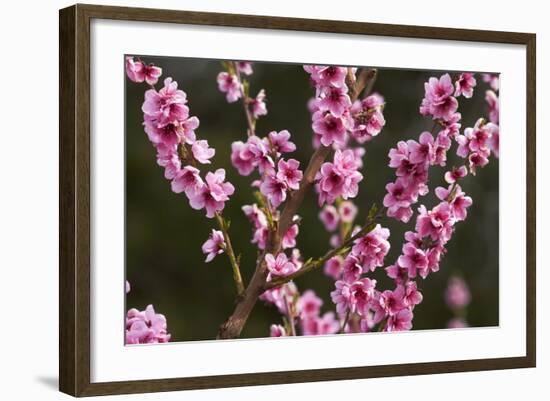 Orchard, Earnscleugh, Central Otago, South Island, New Zealand-David Wall-Framed Photographic Print