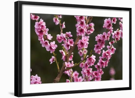 Orchard, Earnscleugh, Central Otago, South Island, New Zealand-David Wall-Framed Photographic Print