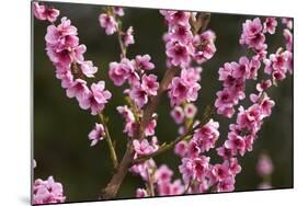 Orchard, Earnscleugh, Central Otago, South Island, New Zealand-David Wall-Mounted Photographic Print